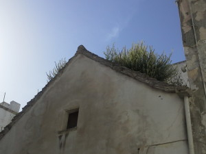 La parte posteriore del tetto della chiesa di San Nicola dei Greci infestata dalla parietaria