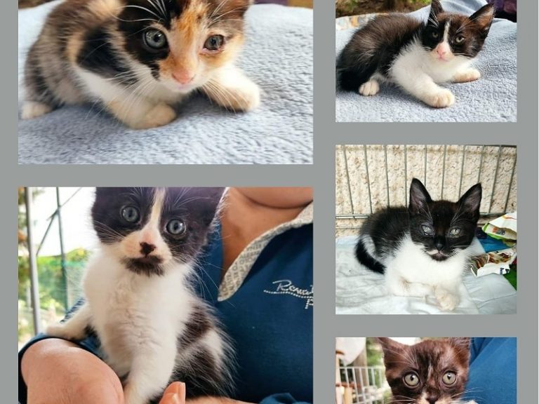 IMG_20230606_193104_(800_x_600_pixel)