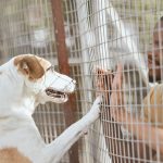 Martina Franca, una giornata per adottare e amare: “Adopt a dog”