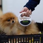 Martina Franca: microchip gratuito per i cani, appuntamento il 16 marzo