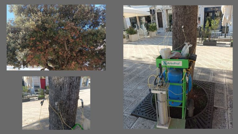 Trattamento notturno per la manutenzione degli alberi cittadini