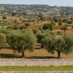 Interventi per il paesaggio rurale in Valle d’Itria uliveti e muretti a secco