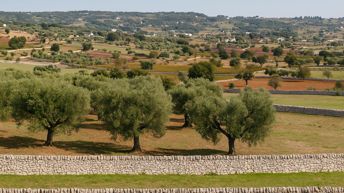 Interventi per il paesaggio rurale in Valle d’Itria uliveti e muretti a secco