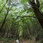 Panorama della Riserva Naturale Bosco delle Pianelle a Martina Franca