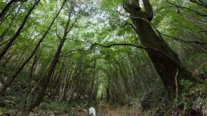 Panorama della Riserva Naturale Bosco delle Pianelle a Martina Franca