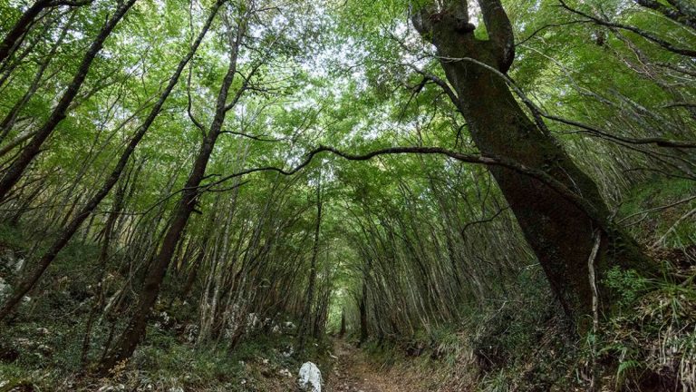 Panorama della Riserva Naturale Bosco delle Pianelle a Martina Franca