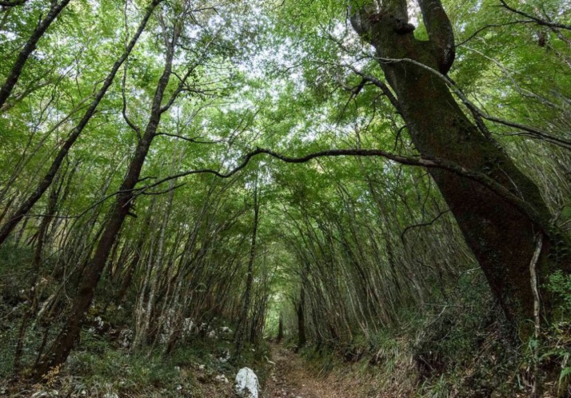 Panorama della Riserva Naturale Bosco delle Pianelle a Martina Franca