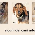 Adozione consapevole dal canile comunale di Martina Franca con il progetto social AdottAmore