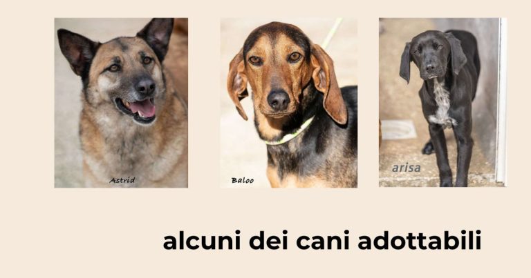 Adozione consapevole dal canile comunale di Martina Franca con il progetto social AdottAmore