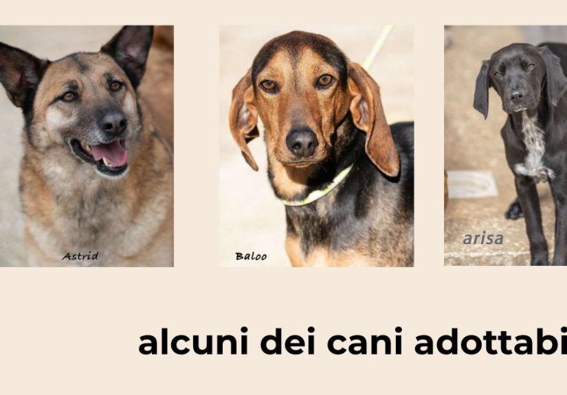 Adozione consapevole dal canile comunale di Martina Franca con il progetto social AdottAmore