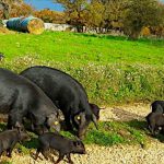 Convegno sul suino nero pugliese a Palazzo Ducale di Martina Franca