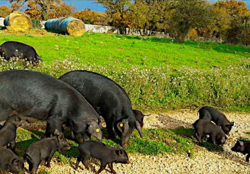 Convegno sul suino nero pugliese a Palazzo Ducale di Martina Franca