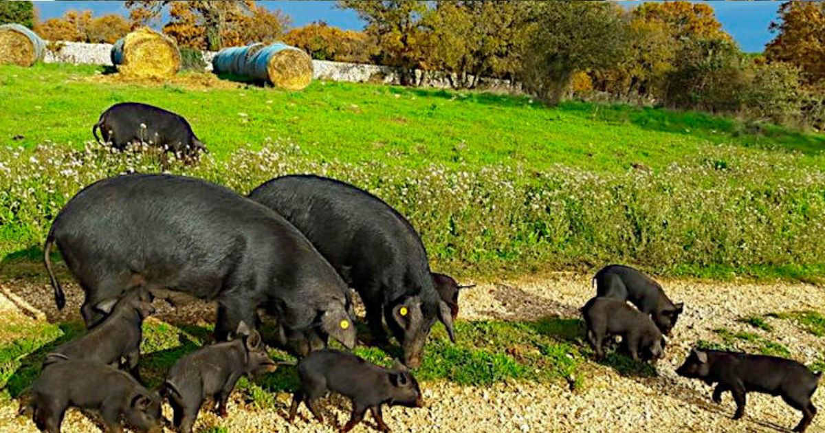 Convegno sul suino nero pugliese a Palazzo Ducale di Martina Franca